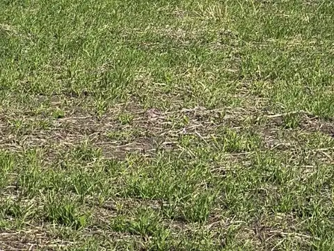 148.61 hectáreas en Diamante