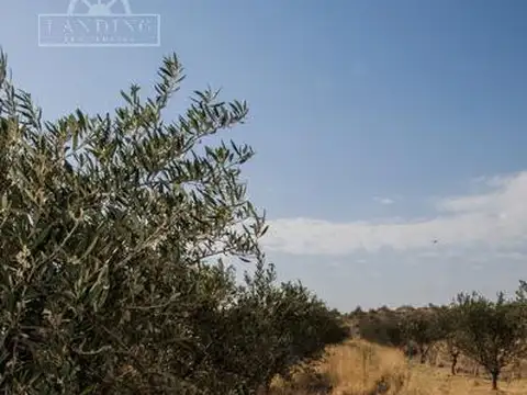 Campo - Finca Productiva de primer nivel, sobre Ruta 7, Mendoza, 24 has