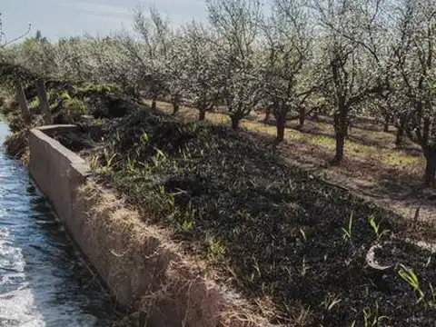 Campo - Finca Productiva de primer nivel, sobre Ruta 7, Mendoza, 24 has