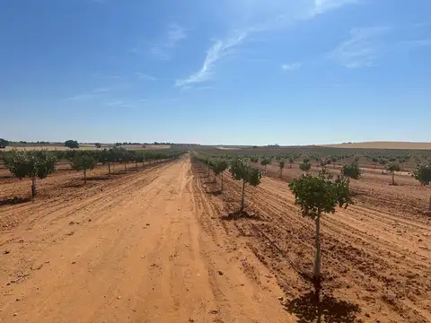 Campo en Venta Frutícola