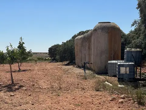 Campo de Pistachos en Mota del Cuervo, Cuenca
