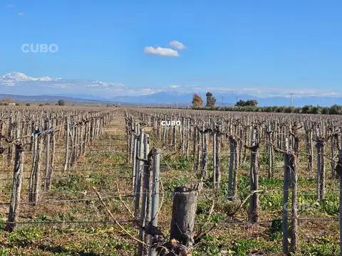 Finca Carrizal Alto - Luján de Cuyo - Mendoza