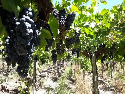 Finca en Ingeniero Gustavo Andre
