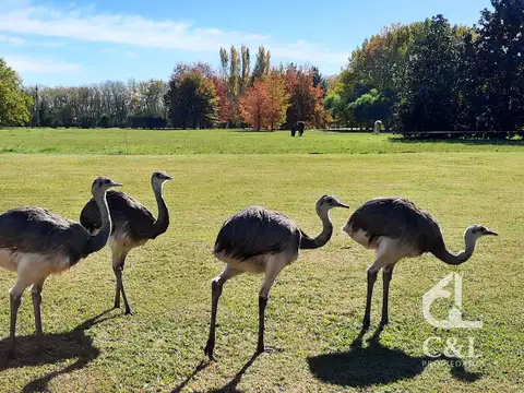 Terreno en Estancia Benquerencia