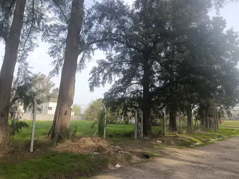 LOS NARCISOS 100