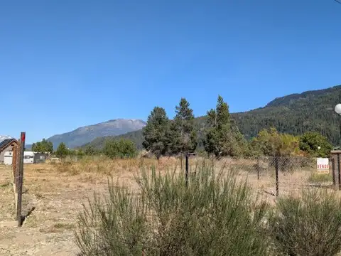 las margaritas