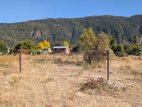 las margaritas
