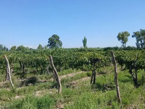 FINCA 23ha EN VENTA COLONIA SEGOVIA EN PRODUCCIÓN
