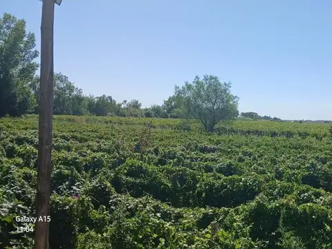 FINCA 23ha EN VENTA COLONIA SEGOVIA EN PRODUCCIÓN