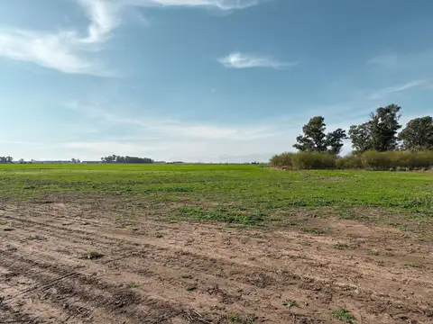 Campo en Ramallo ´86 has