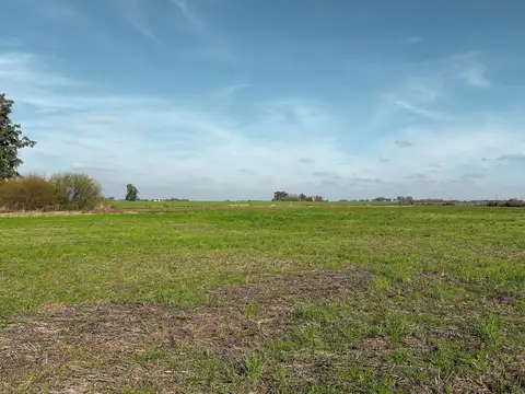 Campo de 86 has sobre Autopista Rosario - Buenos Aires