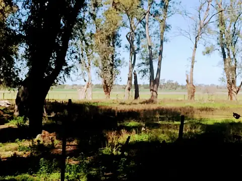 VENTA  46 HAS - CORTÍNEZ, LUJÁN - PROVINCIA DE BUENOS AIRES