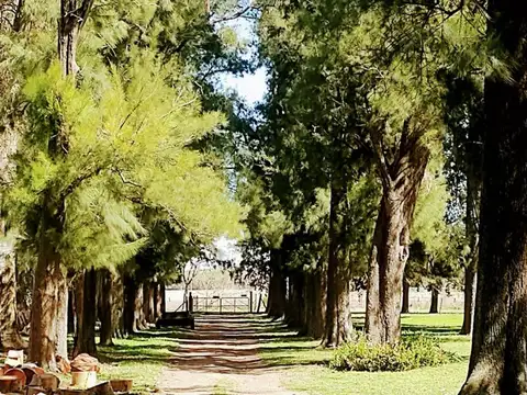 RUTA 7 100