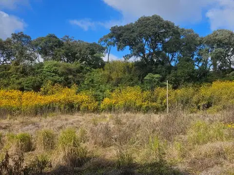 El Nogal Los Alisos