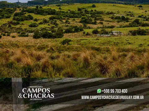 Campo en Venta Ganadero