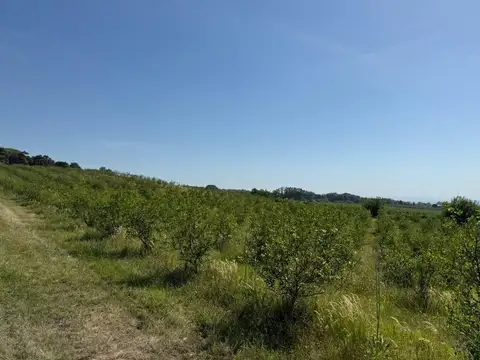 Camino Rural Vecinal 100