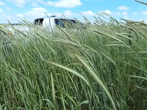 Campo en venta en San Antonio De Areco