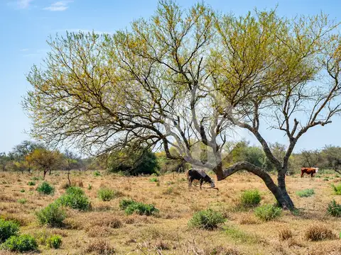Campo Ganadero 1000 ha de monte sobre ruta asfaltada | Rivadavia B. Sur | Salta