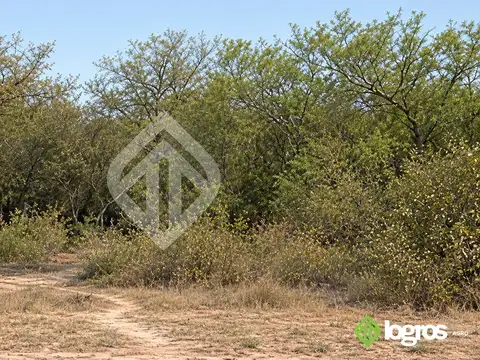 Campo Ganadero 1000 ha de monte sobre ruta asfaltada | Rivadavia B. Sur | Salta