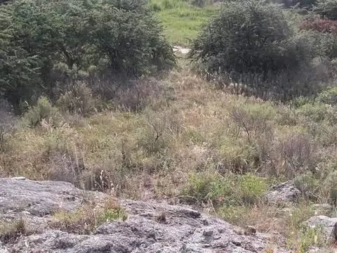 Carqueja