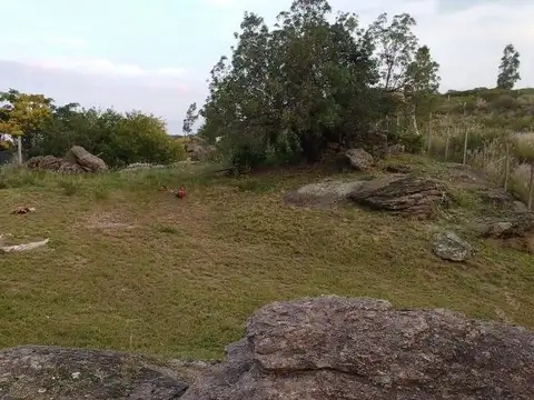 Carqueja
