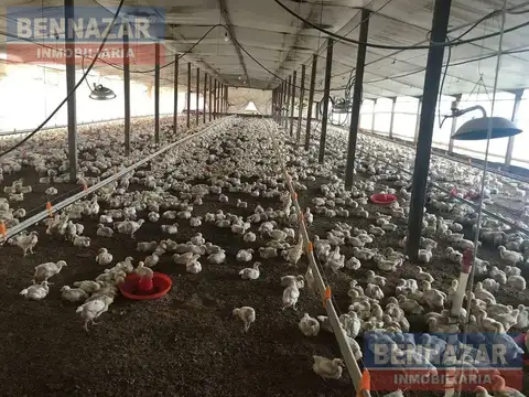 Venta Campo 6 Hectáreas en Santa Lucía con granja avícola