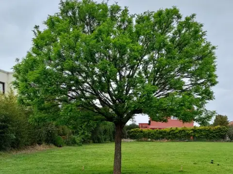 Aristobulo del Valle 5800