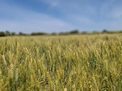 VENTA LOTE 11 DE SEPTIEMBRE