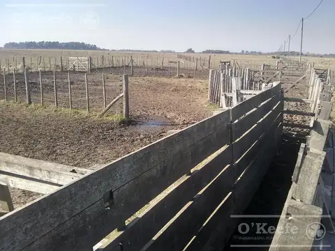 Campo Ganadero de 165 Has - Sobre Ruta - Ranchos