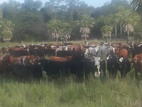 Campo en Venta de 2.025  ha