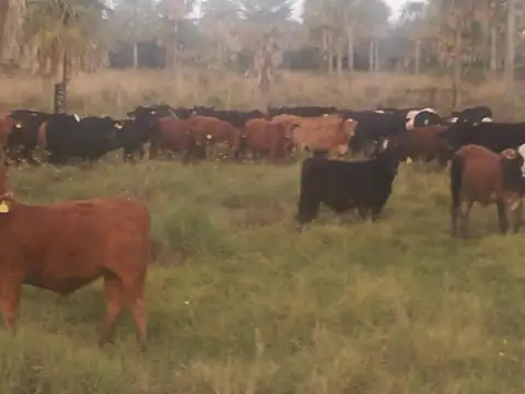 Campo en Venta Ganadero