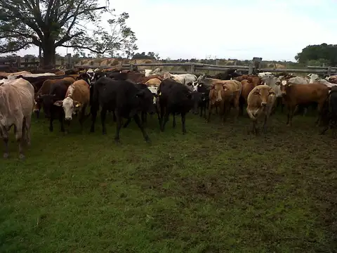 Campo de 2025 has. ganadero, bajo de precio, oportunidad!