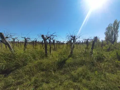 VENTA DE FINCA 12 HA, LA PEGA, LAVALLE. ID: 319764
