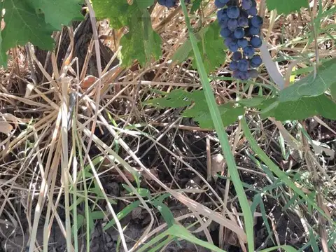 VENTA DE FINCA 12 HA, LA PEGA, LAVALLE. ID: 319764