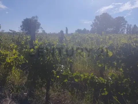 VENTA DE FINCA 12 HA, LA PEGA, LAVALLE. ID: 319764