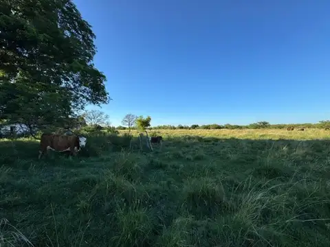 Campo en Venta Ganadero