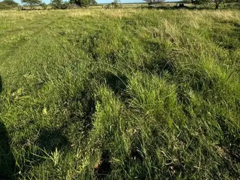Campo ganadero 62 hec sobre ruta 126 Sauce Corrientes