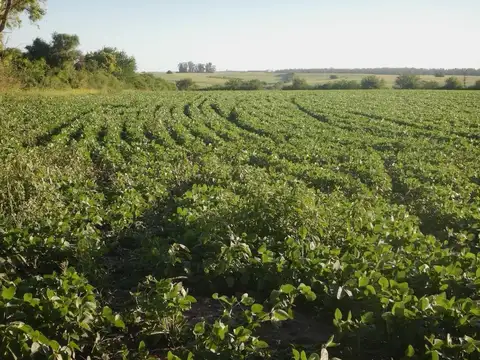 Campo mixto en curtiembre