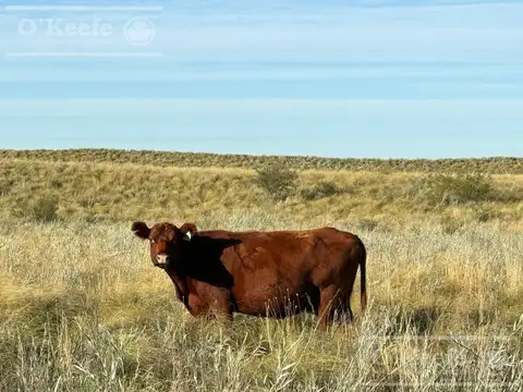 Campo de Cría/Recría 74.000 Has.   para 8800 madres, armado en Mendoza