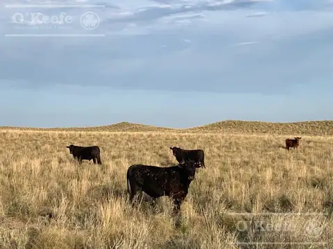 Gral Alvear , Mendoza 74.000 Has. Campo de Cría/Recría para 5000 madres, armado