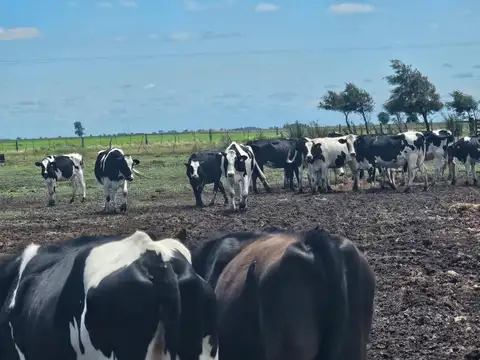Campo en Venta de 108  ha