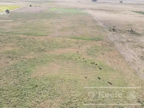 Lobos 168 Has . a menos de 1 hs de CABA,  Excelente oportunidad!