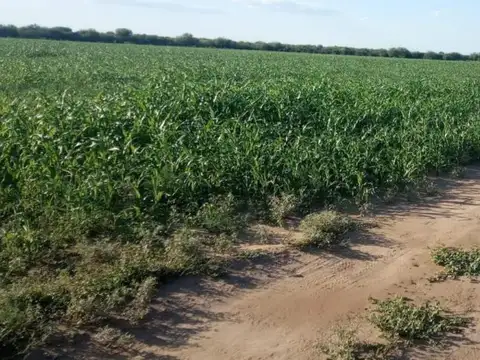 Campo en venta - 2000 HA - Córdoba