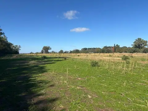 Campo de 11 has agrícolas en San Pedro