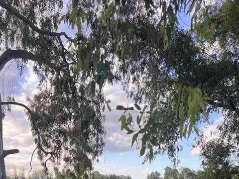 Xch8+hg, Cañuelas, Provincia De Buenos Aires