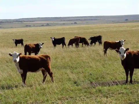 Campo  en Venta en Lihue Calel, Lihuel Calel, La Pampa