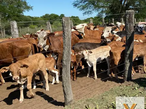 Campo en venta - 1.597 Hectáreas - Chaco
