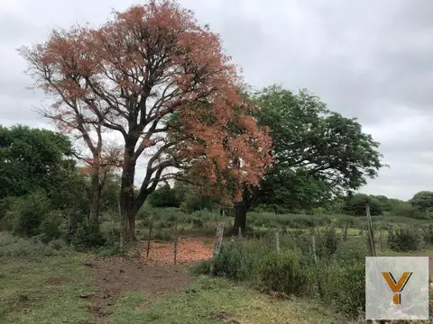 La Aurora