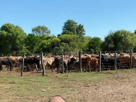 Campo en venta - 1.597 Hectáreas - Chaco