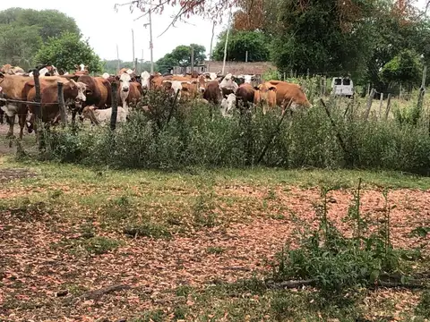 Campo en venta - 1.597 Hectáreas - Chaco